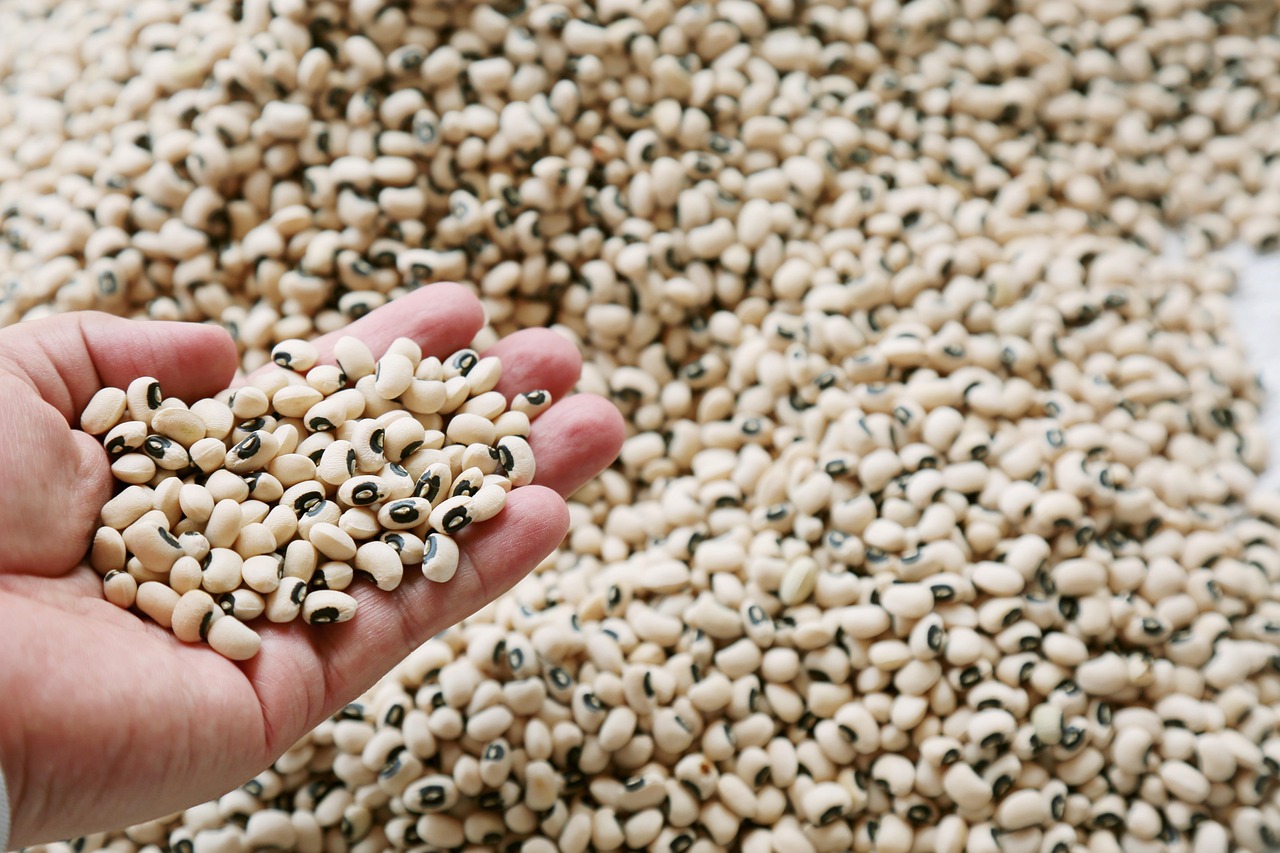 seeds, legume, agro, fabaceae, variety, agro, agro, agro, agro, agro